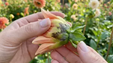 Close-up of a gardener inspecting a dahlia flower bud rotting before opening in a sunlit backyard cutting garden.