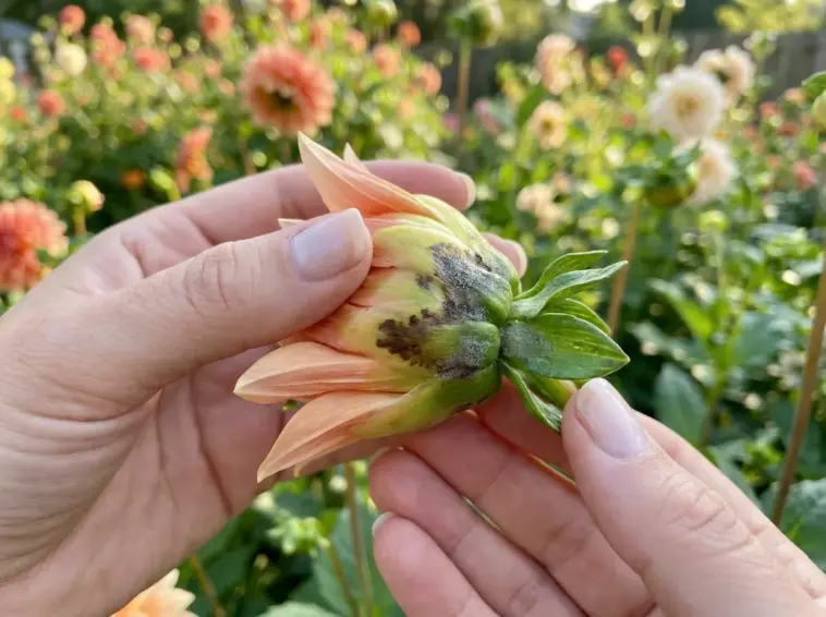 Close-up of a gardener inspecting a dahlia flower bud rotting before opening in a sunlit backyard cutting garden.