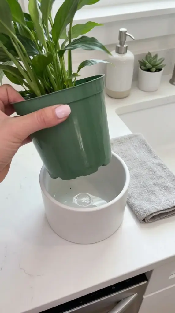 A person lifting a plastic nursery pot out of a white ceramic cover pot to reveal trapped water.