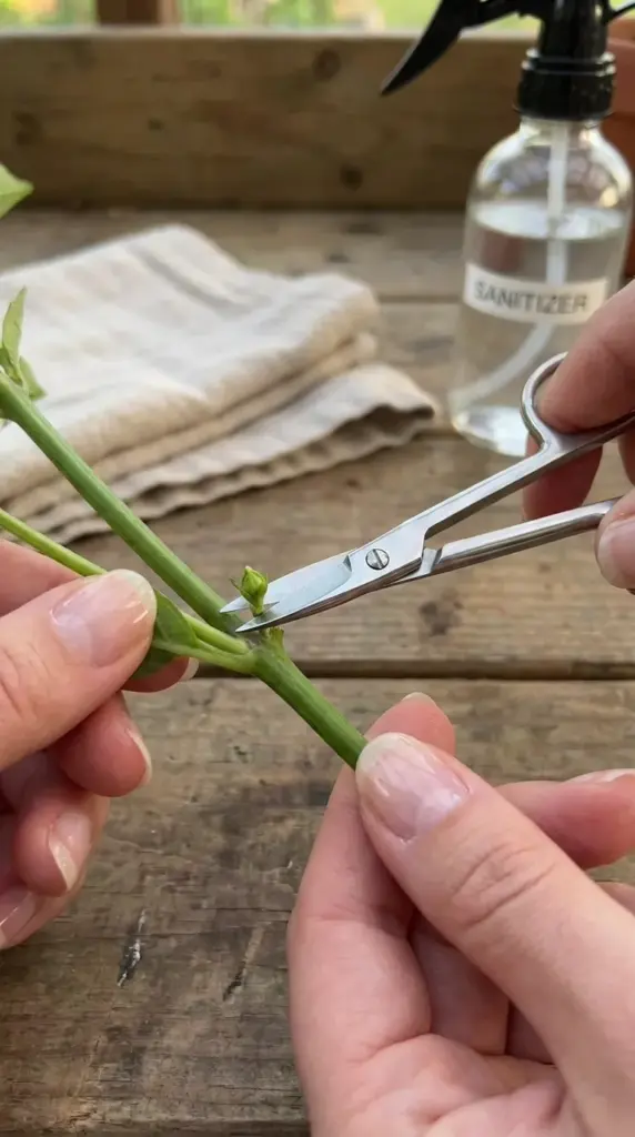 Hands using sanitized pruning shears to perform the disbudding trick on a dahlia flower stem.