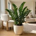 A vibrant, thriving ZZ plant with glossy green leaves styled in a bright, modern apartment living room.