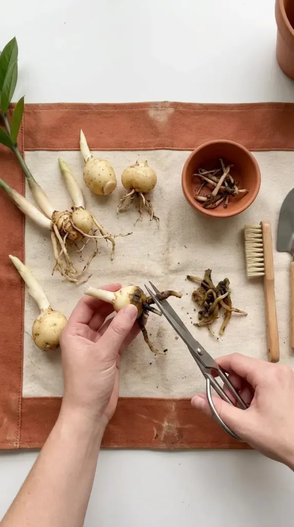 Unpotted ZZ plant rhizomes showing root rot removal surgery during an emergency repotting process.