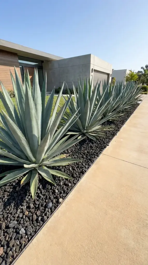 Large blue-green Agave americana plants framed by dark black lava rock mulch in a modern xeriscape front yard border.