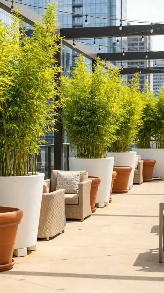 Non-invasive clumping bamboo in tall modern planters providing instant patio privacy.