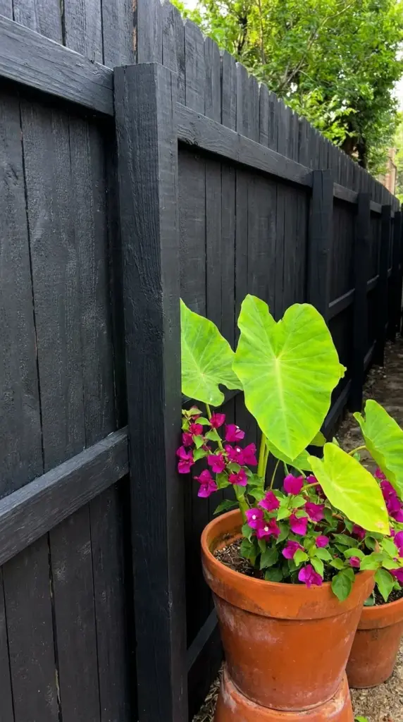Dark black painted garden fence creating a high contrast background for bright green patio plants.