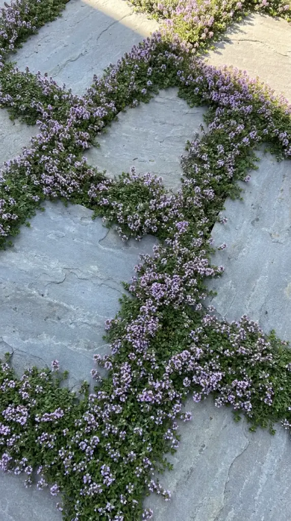Creeping thyme groundcover growing between stone patio pavers as a natural outdoor rug alternative.