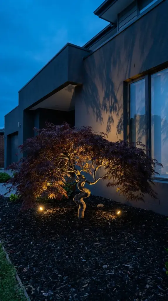 Solar outdoor lighting illuminating a Japanese maple tree focal point at night.