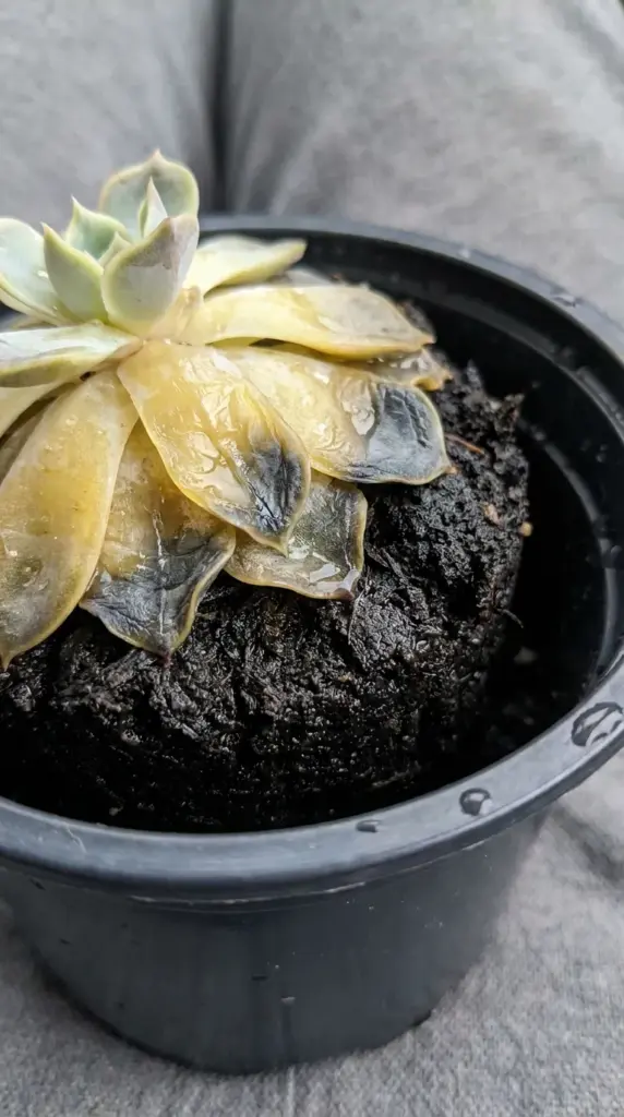 A rotting succulent with mushy, translucent yellow leaves decaying in heavy, wet commercial potting soil due to root rot.