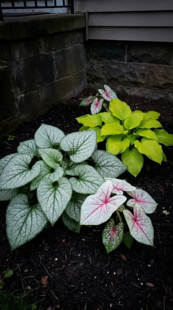High contrast variegated foliage with silver and chartreuse leaves brightening a shady garden bed.