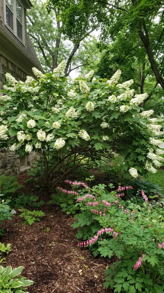 Sculptural oakleaf hydrangea shrub with bleeding heart underplanting in a shady garden.