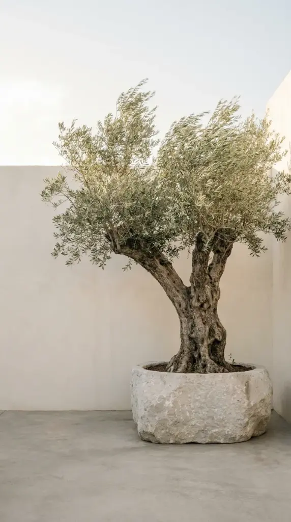 Oversized statement olive tree anchoring a small minimalist patio setup.