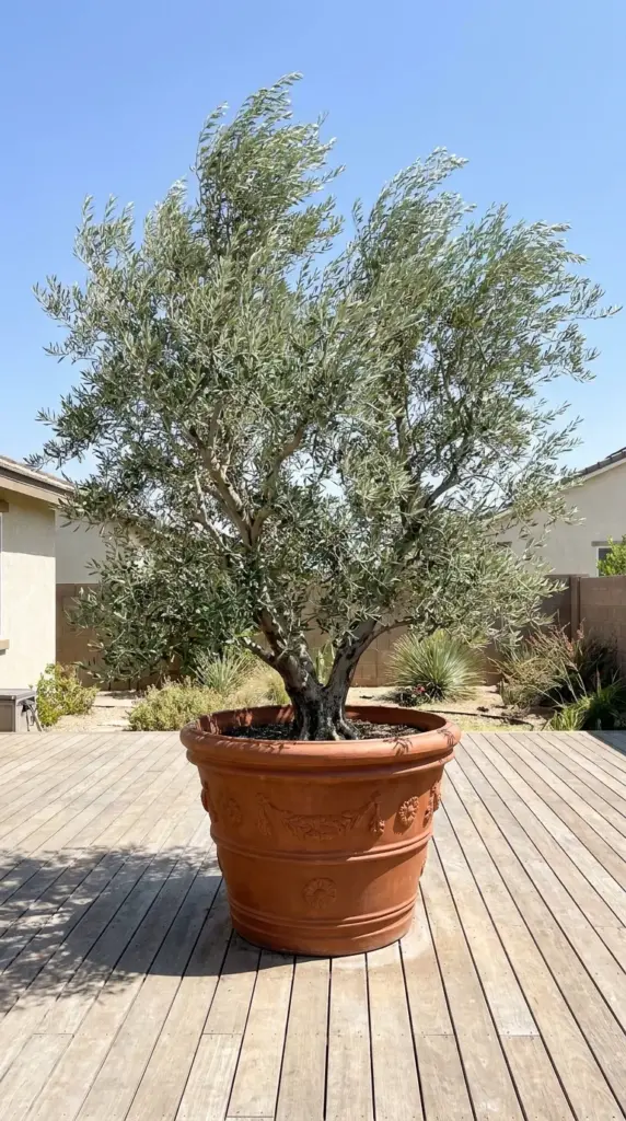 A large statement potted olive tree acting as an anchor piece on a modern outdoor patio deck.