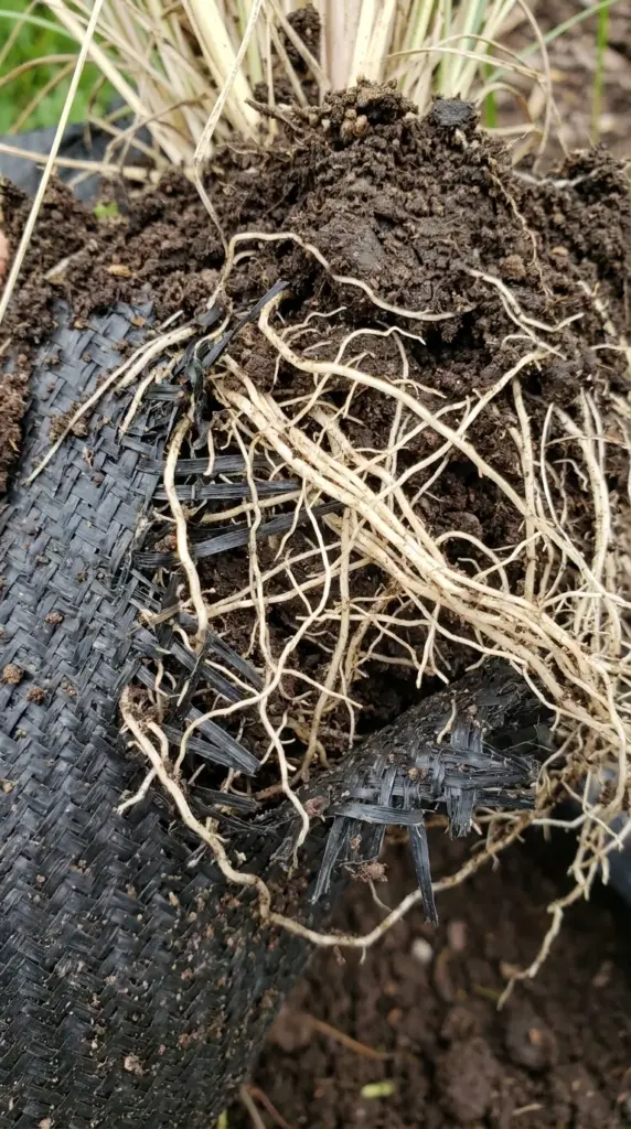 Why Woven Landscape Fabric is a Hidden Threat to an Established Drought Tolerant Landscape over Time (And What to Use Instead) 3 Plant roots tangled and growing through a black woven plastic landscape fabric weed barrier.