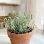 A potted rosemary plant with slightly wilting leaves sitting in a bright, modern minimalist kitchen, highlighting early signs of root rot.