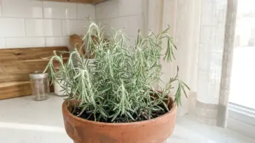 A potted rosemary plant with slightly wilting leaves sitting in a bright, modern minimalist kitchen, highlighting early signs of root rot.