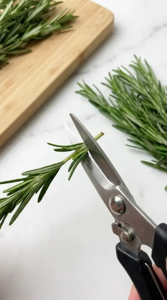 Pruning shears cutting a fresh rosemary stem at a 45-degree angle just above a leaf node.