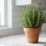 A thriving indoor rosemary herb plant growing in a terracotta pot on a bright kitchen counter.