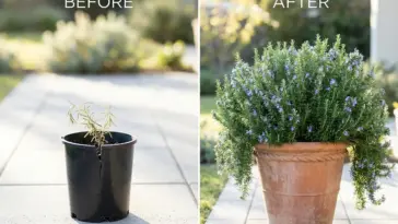 Side-by-side comparison of a small struggling rosemary twig transforming into a massive thriving rosemary bush in a terracotta pot.
