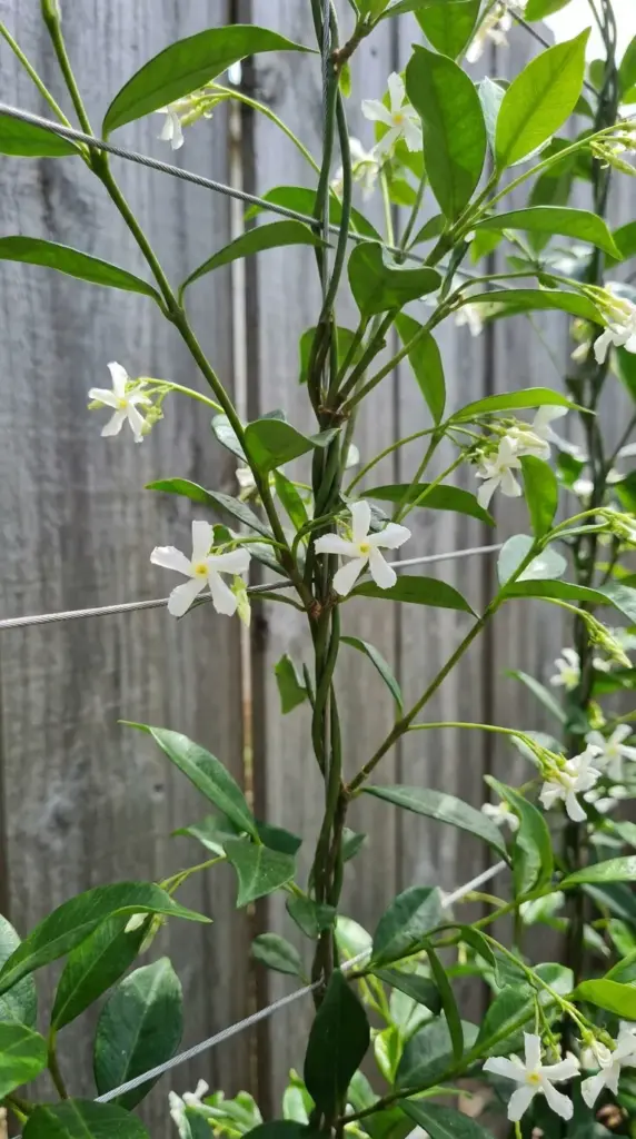 Close-up of a fast-growing star jasmine climbing vine woven onto an invisible wire trellis against a wooden fence.