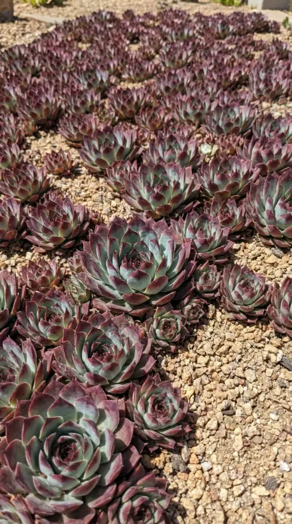 A thick, self-spreading groundcover carpet of colorful Hens and Chicks succulents replacing a traditional grass lawn.