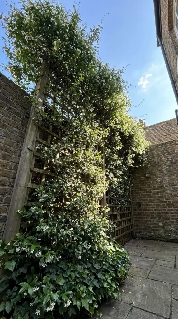 Lush vertical garden on a tall wooden trellis drawing the eye upward in a small outdoor living space.