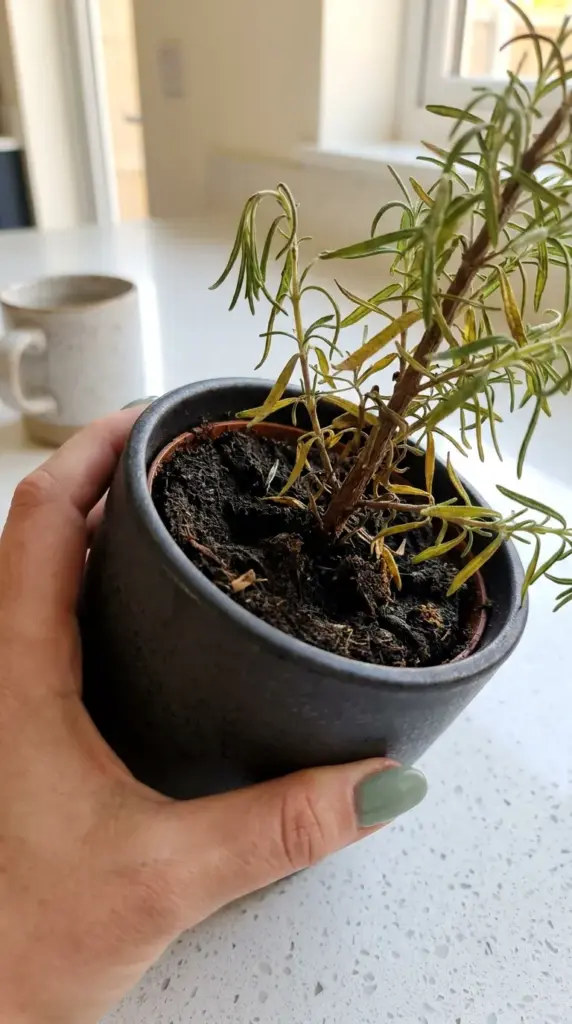 Close-up of a dying rosemary plant in a black plastic nursery pot with dense compacted soil causing root rot.