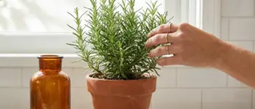 A thriving indoor rosemary herb plant in a terracotta pot on a sunlit kitchen windowsill.