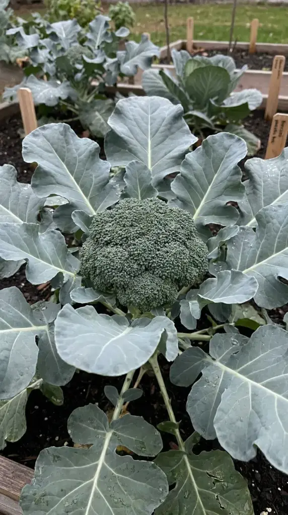 A tight green broccoli crown growing in the center of large silvery-green leaves in a cool weather fall garden.