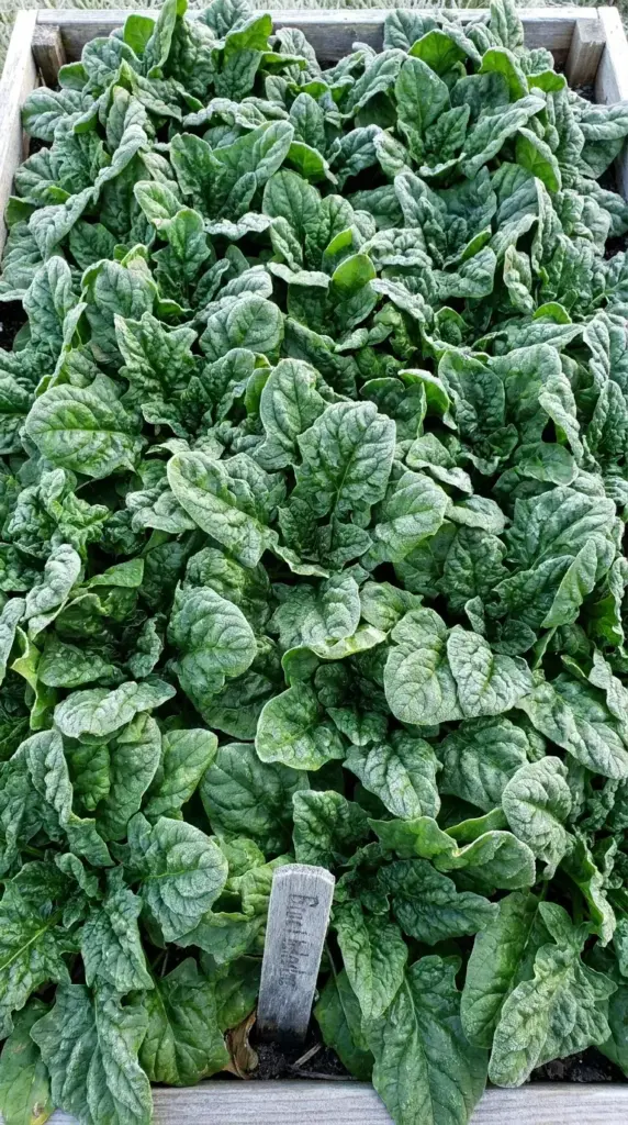 A dense patch of crinkled, dark green spinach leaves growing close to the soil in an autumn raised garden bed.