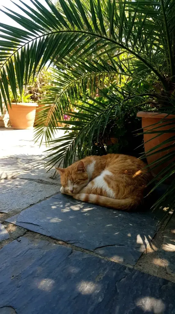 A cat sleeping peacefully on a cool slate tile in the shade underneath a large potted patio palm tree.